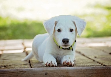 Find sundt Virbac hundemad og Diapro kosttilskud til hunde hos Dyrlægens Gård